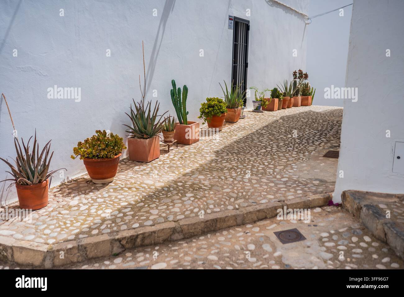 Sonnenbeleuchtete Kopfsteinpflastergasse gesäumt von Terrakottatöpfen mit Sukkulenten und Kakteen vor traditionell weiß getünchten Mauern in der historischen Altstadt von Altea Stockfoto
