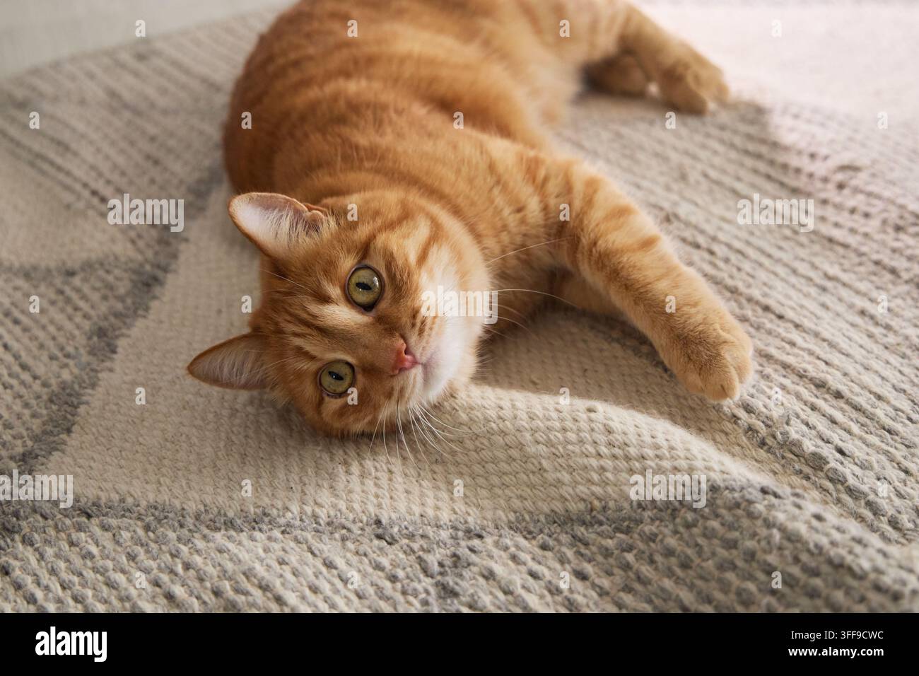 Ingwerfarbener Tabby-Kater rollt verspielt auf einem weichen Teppich in einer hellen Wohnung. Die entspannte Pose schafft ein fröhliches Konzept für den Indoor-Pet-Lebensstil. Stockfoto