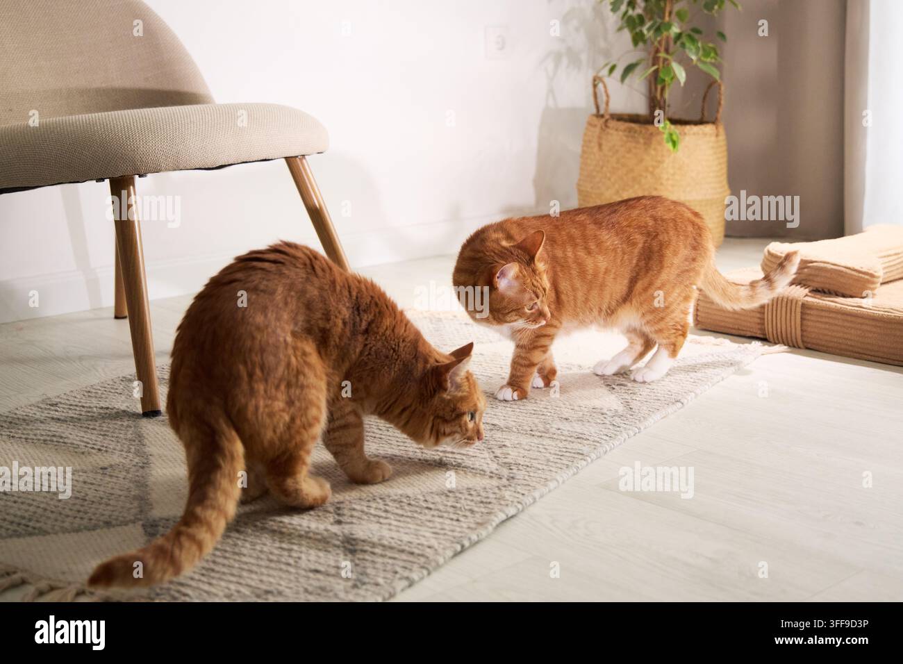 Zwei rote getigerte Katzen begrüßen sich in einem hellen modernen Zuhause. Natürliche Interaktion schafft ein warmes Konzept von Kameradschaft und sozialem Haustier Stockfoto