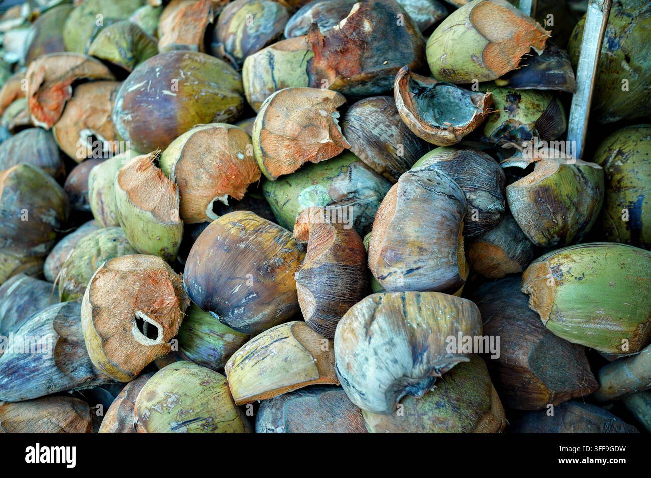 Ein großer Haufen weggeworfener Kokosnussschalen und faseriger Schalen, die nach der Extraktion aufgeschichtet sind. Stockfoto