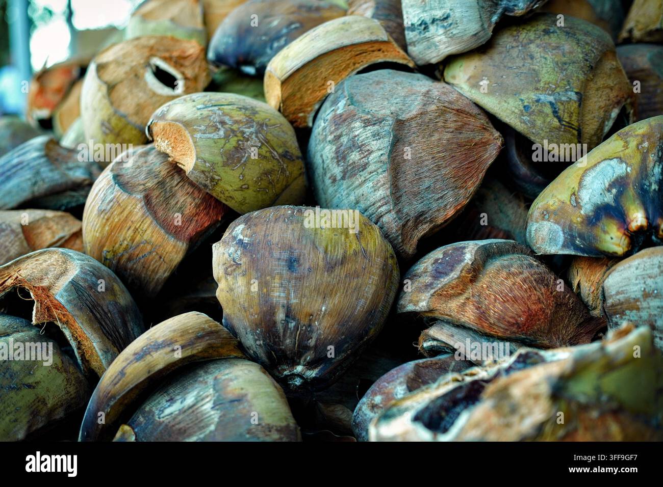 Eine Nahaufnahme einer großen Ansammlung von weggeworfenen Kokos schalen, die zusammen aufgeschichtet sind. Stockfoto