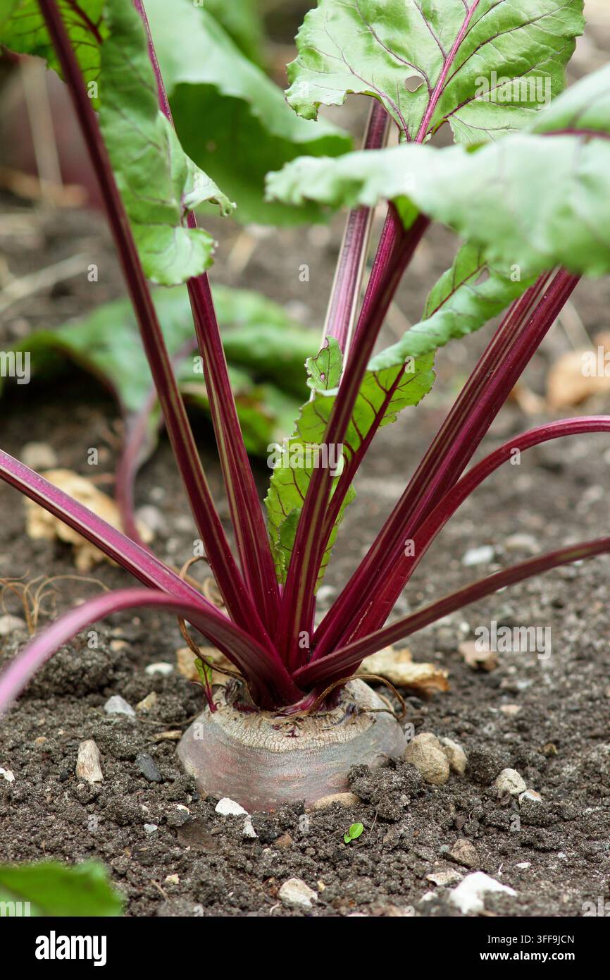 Rübenpflanze, die im Garten wächst. Rüben Boltardy, eine boltresistente Sorte von Rüben. Beta vulgaris. Stockfoto