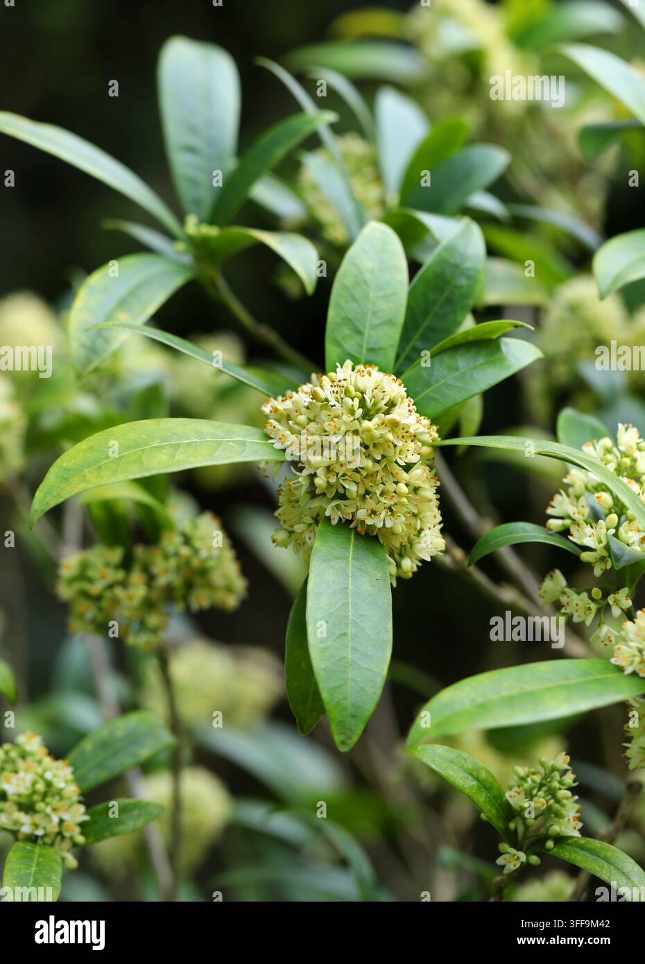 Kew Green Skimmia, Skimmia × confusa 'Kew Green', Rutaceae. UK. Hybrid. Ein kompakter und duftender immergrüner Strauch. Stockfoto