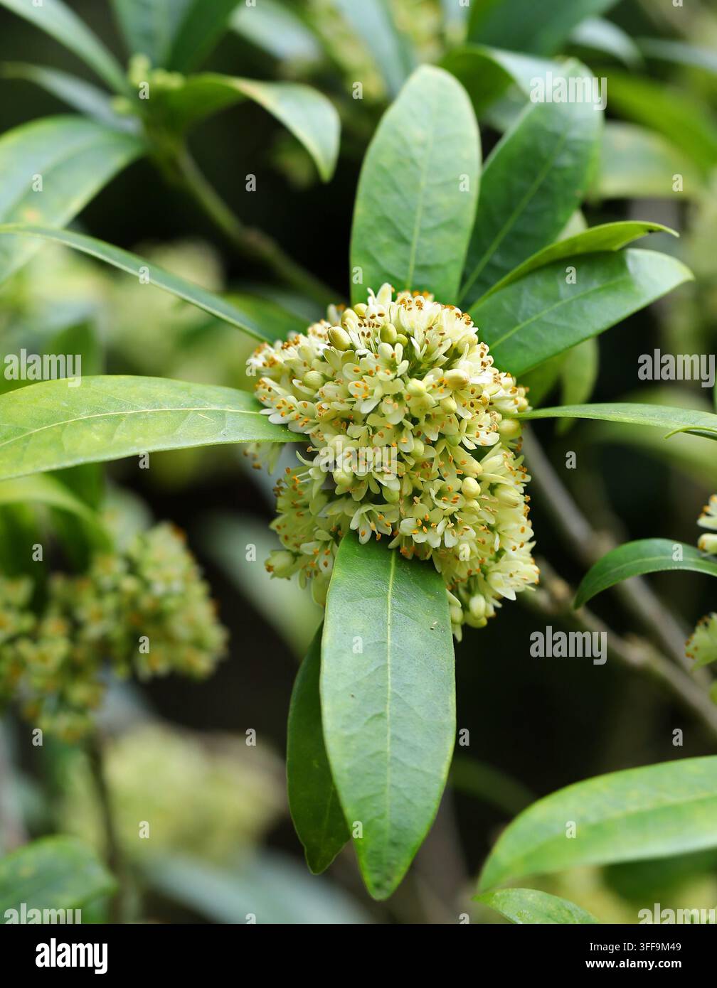 Kew Green Skimmia, Skimmia × confusa 'Kew Green', Rutaceae. UK. Hybrid. Ein kompakter und duftender immergrüner Strauch. Stockfoto
