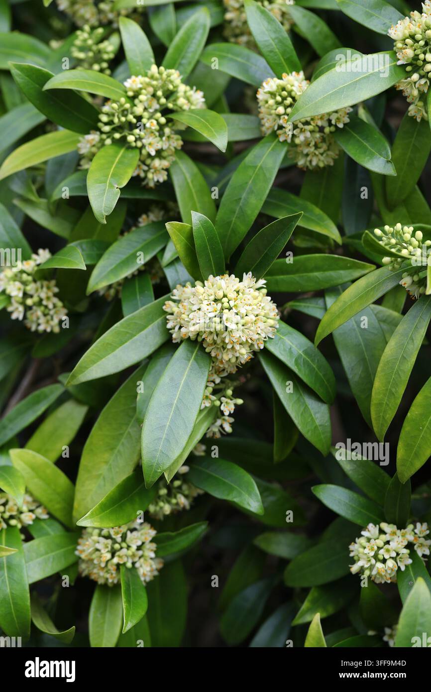 Kew Green Skimmia, Skimmia × confusa 'Kew Green', Rutaceae. UK. Hybrid. Ein kompakter und duftender immergrüner Strauch. Stockfoto