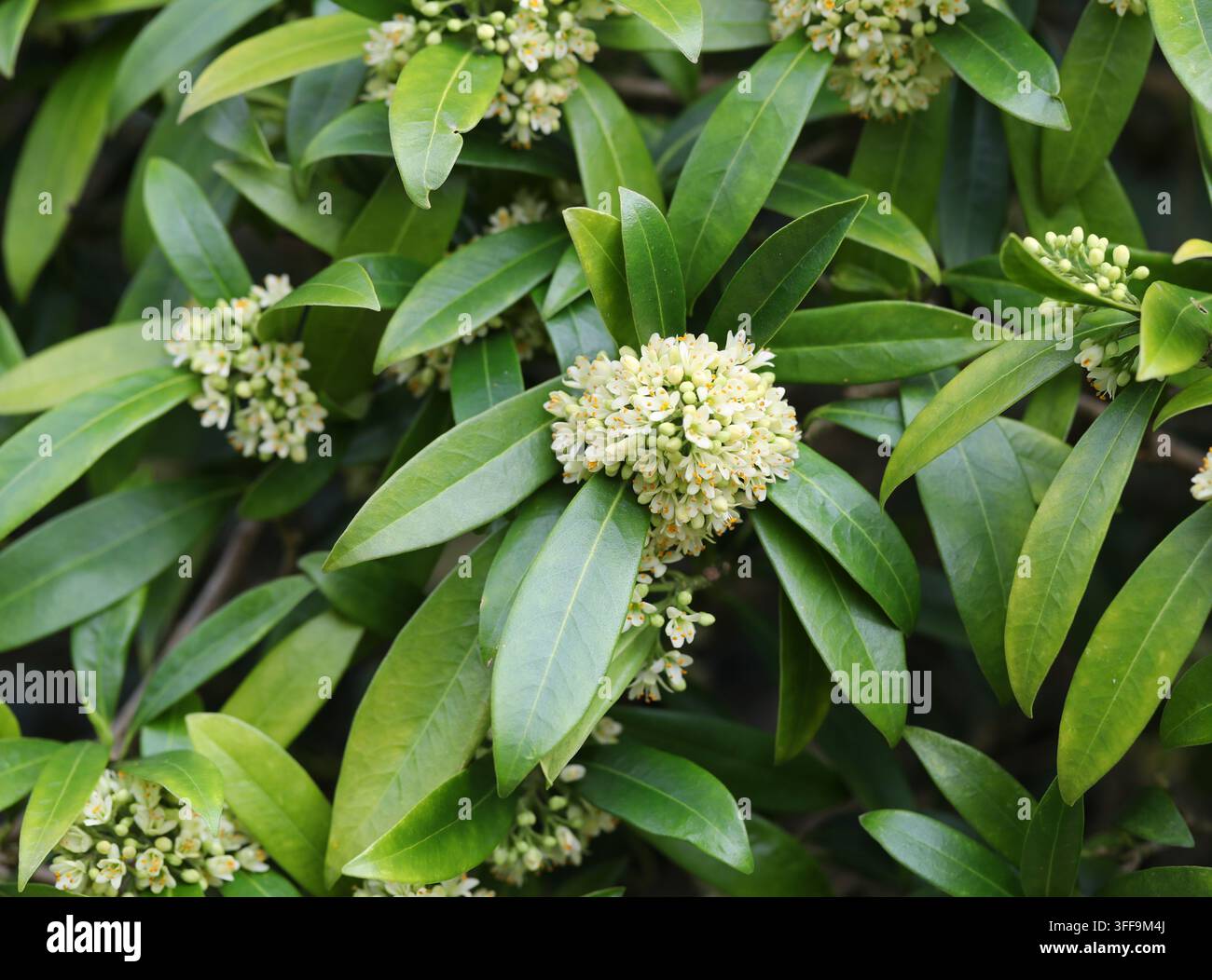 Kew Green Skimmia, Skimmia × confusa 'Kew Green', Rutaceae. UK. Hybrid. Ein kompakter und duftender immergrüner Strauch. Stockfoto