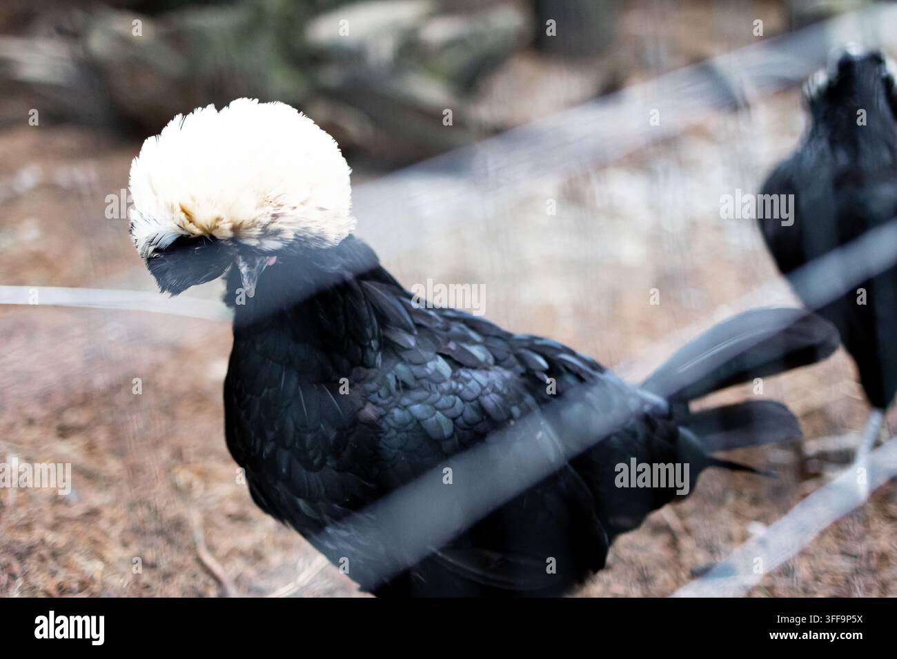 Nahaufnahme eines schwarzen Huhns mit einem dramatischen weißen Kamm, das wachsam in einem Gehege steht. Federtextur und sanfter Bokeh betonen die Eleganz dieses D Stockfoto