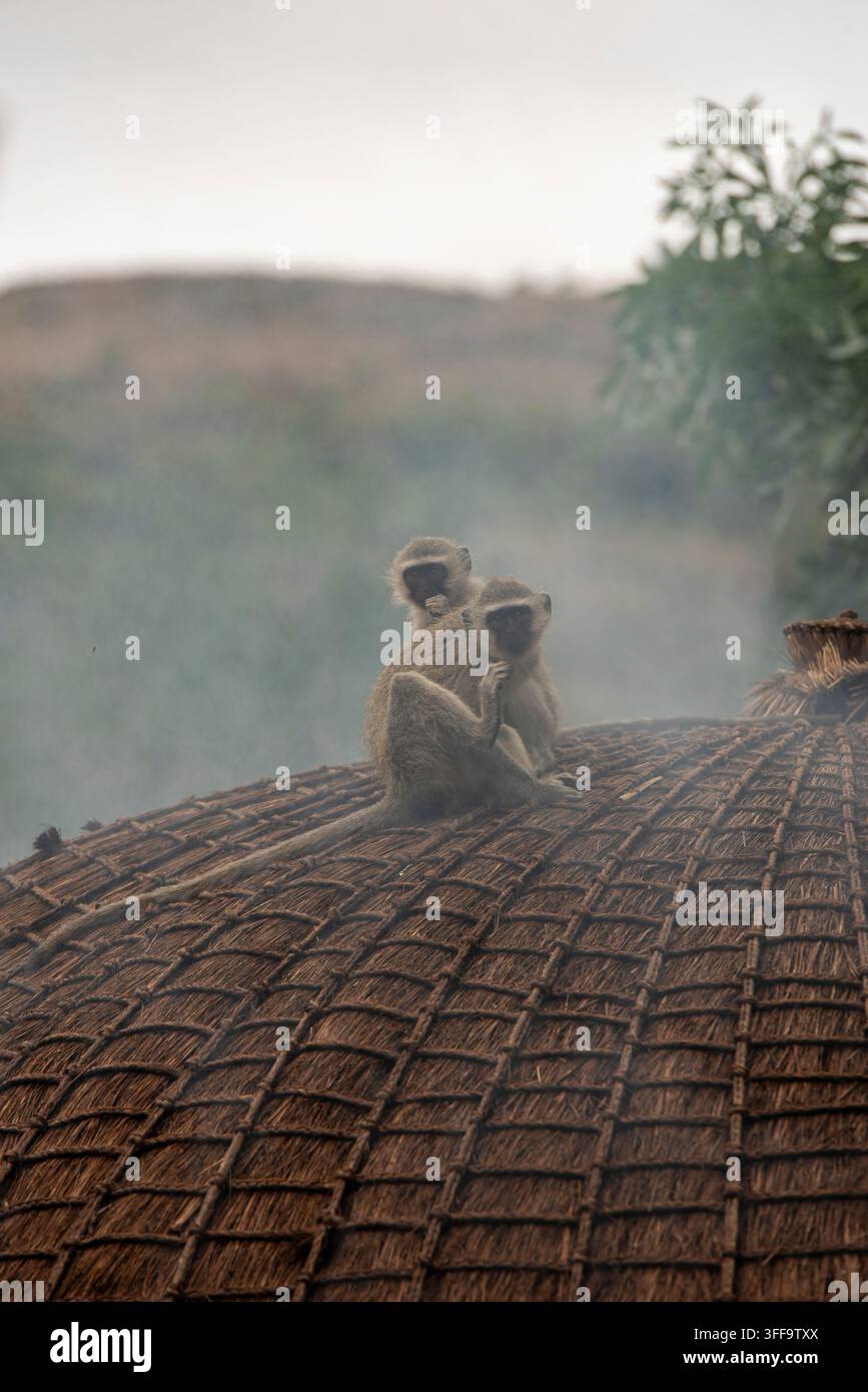 Zwei wilde Grünmeerkatzen drängen sich auf dem Strohdach einer traditionellen Swazi-Bienenhüttenhütte, während leichter Holzrauch um sie herum in Eswatini aufsteigt. Stockfoto