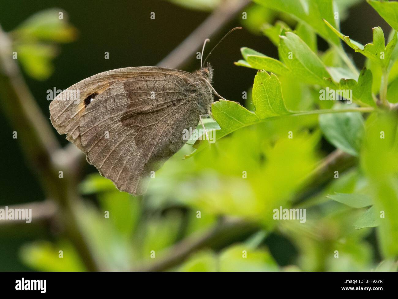 Ein Wiesenbrauner Schmetterling (Manila jurtina), Silverdale, Carnforth, Lancashire, UK Stockfoto