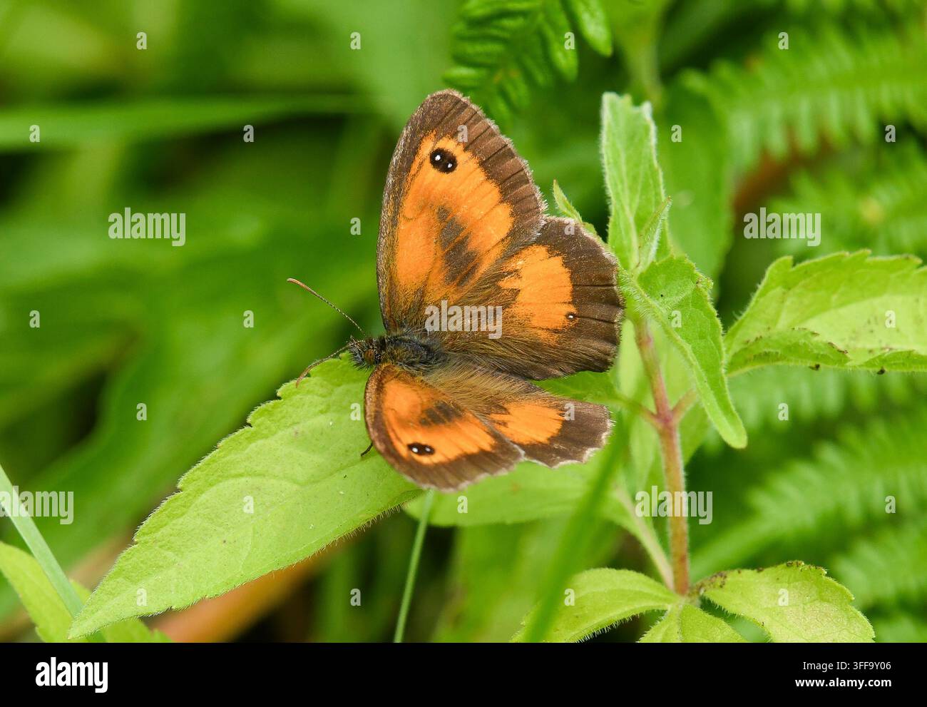Ein Gatekeeper-Schmetterling (pyronia tithonus), Silverdale, Carnforth, Lancashire, UK Stockfoto