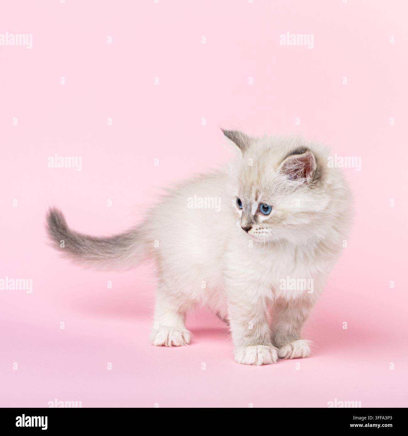 Weibliches Neva-Maskerade-Sibirienkätzchen mit blauen Augen und flauschigem Farbpunktfell, das auf einem pastellrosa Hintergrund steht und zur Seite schaut. Studio por Stockfoto