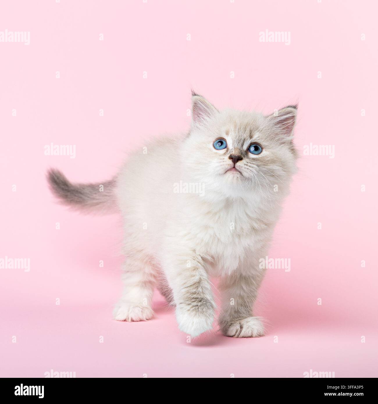 Weibliches Neva Masquerade-Sibirienkätzchen schaut mit blauen Augen nach oben und hat eine Vorderpfote erhoben, tritt auf einem pastellrosa Hintergrund vor. Flauschige Farbe Stockfoto