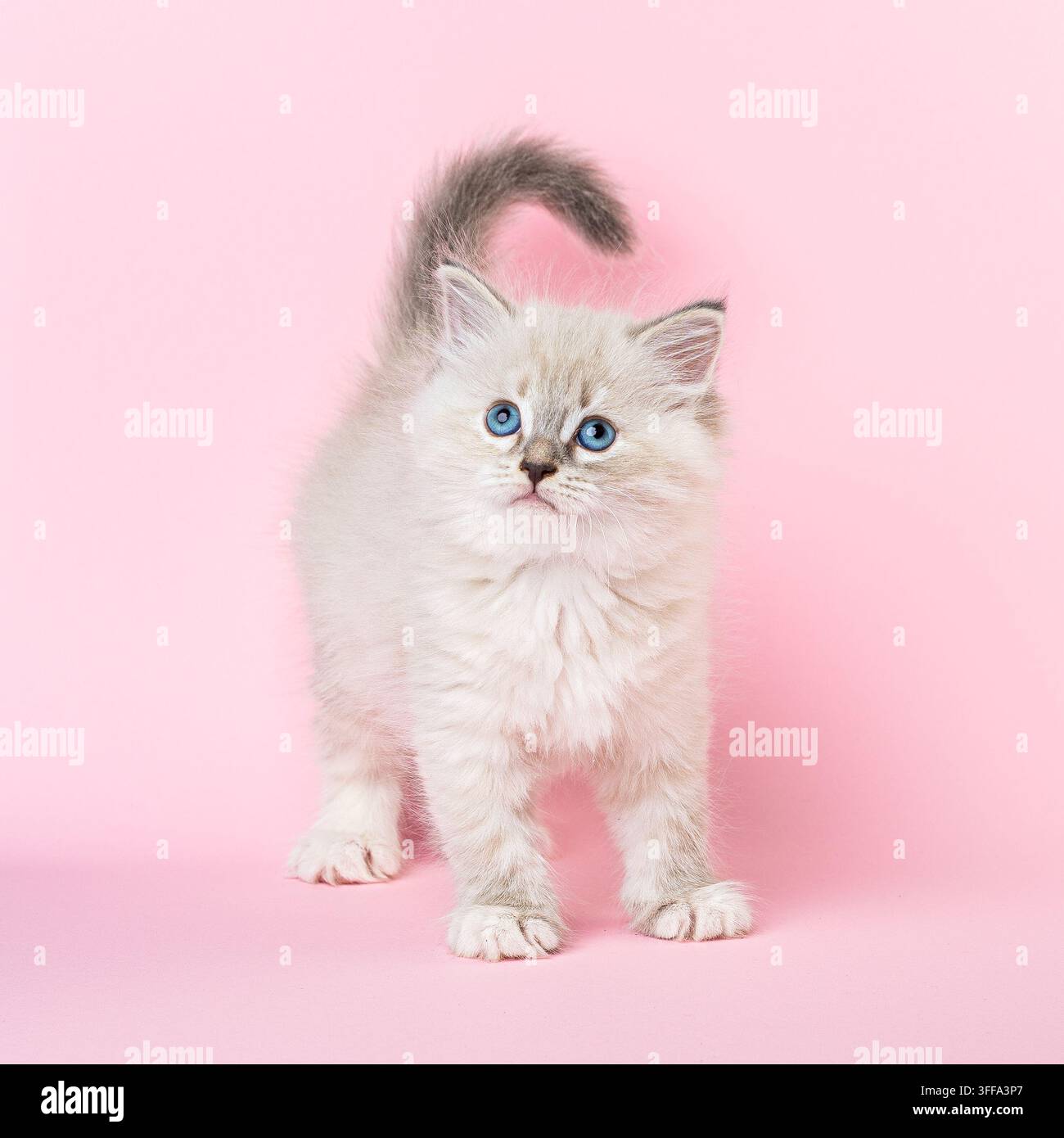 Weibliches Neva Masquerade-Sibirisches Kätzchen mit blauen Augen, das nach oben schaut, steht mit erhobenem Schwanz auf einem pastellrosa Hintergrund. Flauschiges Colourpoint-Ca Stockfoto