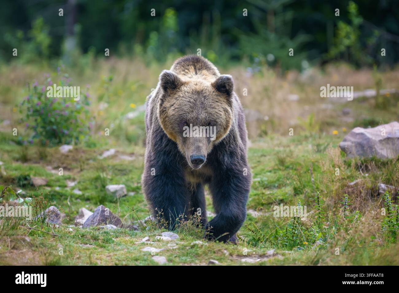 Grizzlybär bewegt sich durch eine grasbewachsene Fläche mit Felsen und Wildblumen, umgeben von Bäumen in einer natürlichen Umgebung bei hellem Tageslicht Stockfoto