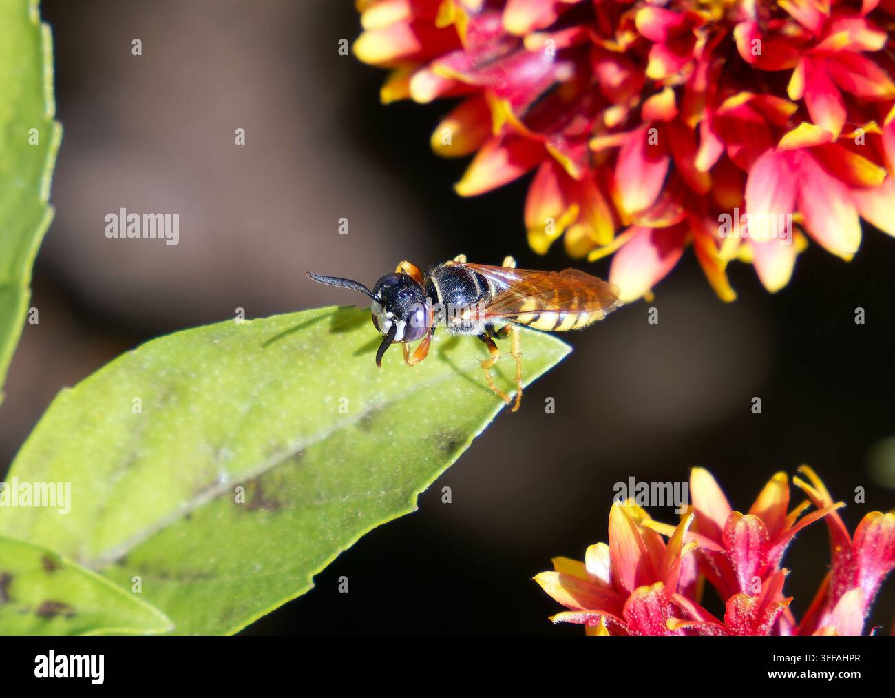Europäischer Bienenwolf, Bienenwespe, Bienenwolf, Philanthus triangulum, méhfarkas, Ungarn, Magyarország, Europa Stockfoto