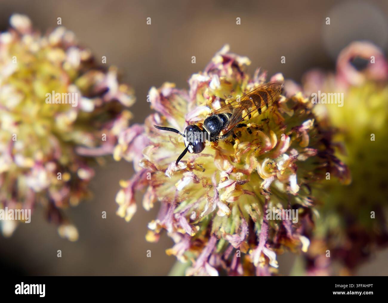 Europäischer Bienenwolf, Bienenwespe, Bienenwolf, Philanthus triangulum, méhfarkas, Ungarn, Magyarország, Europa Stockfoto