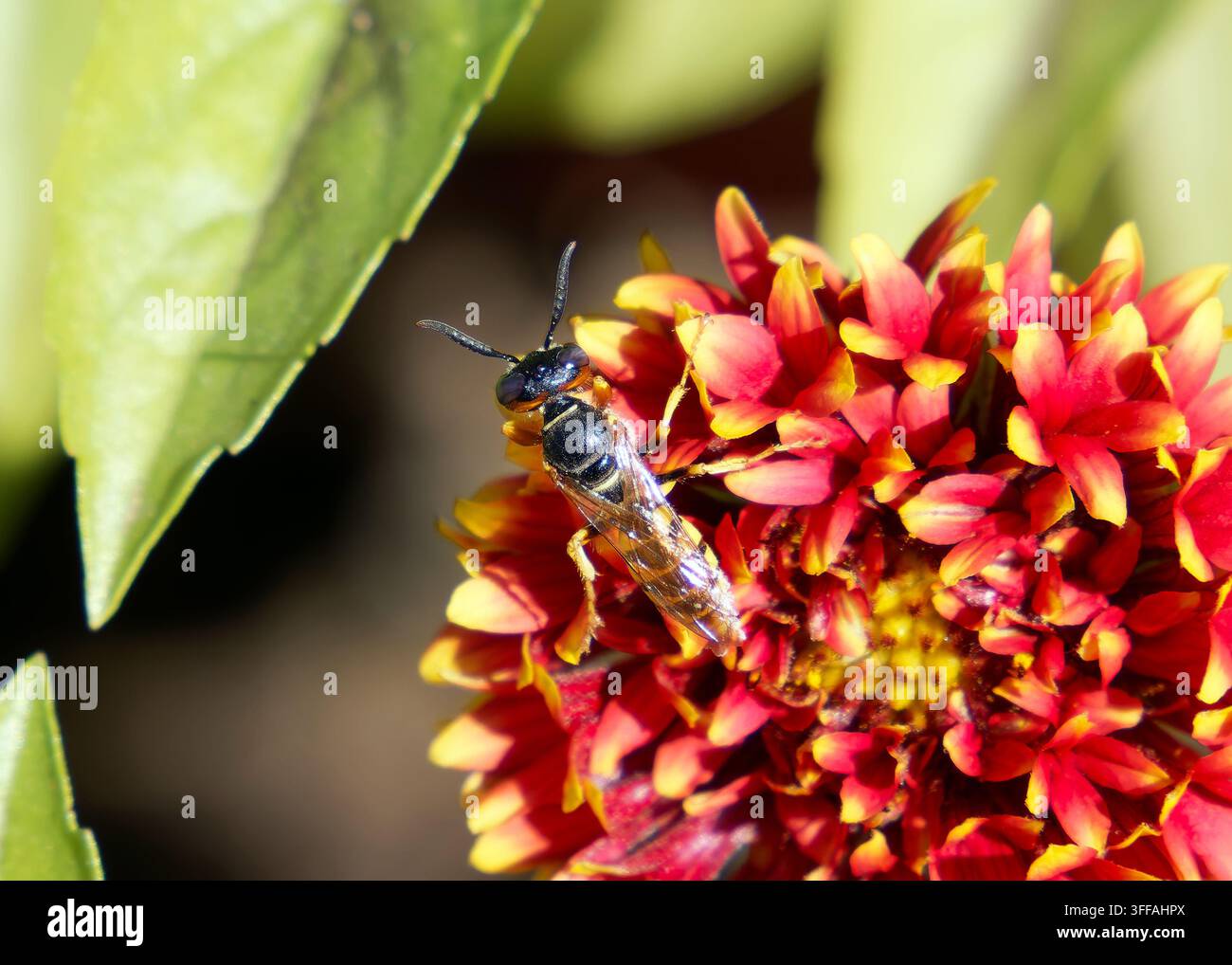 Europäischer Bienenwolf, Bienenwespe, Bienenwolf, Philanthus triangulum, méhfarkas, Ungarn, Magyarország, Europa Stockfoto