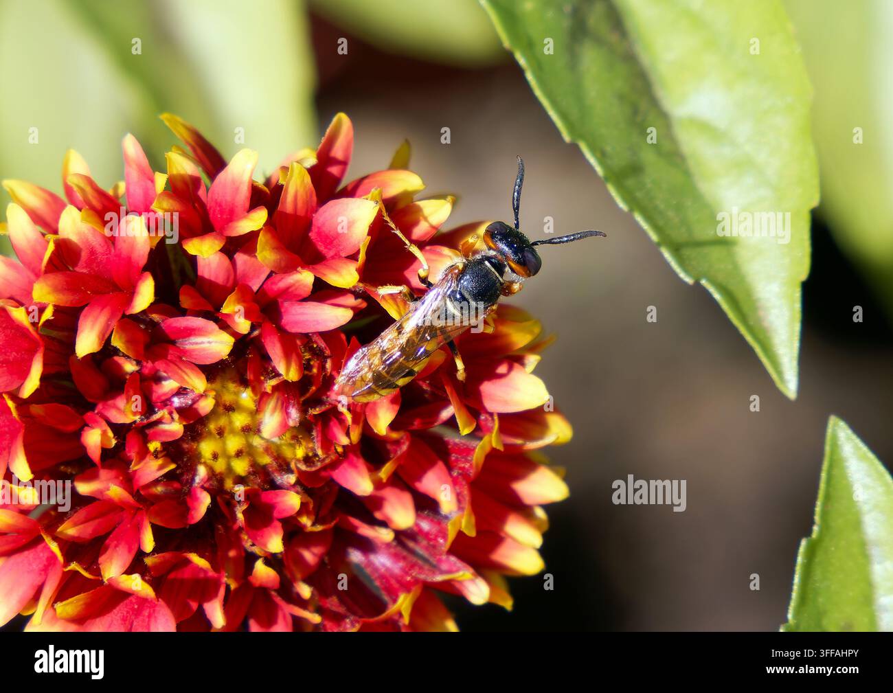 Europäischer Bienenwolf, Bienenwespe, Bienenwolf, Philanthus triangulum, méhfarkas, Ungarn, Magyarország, Europa Stockfoto