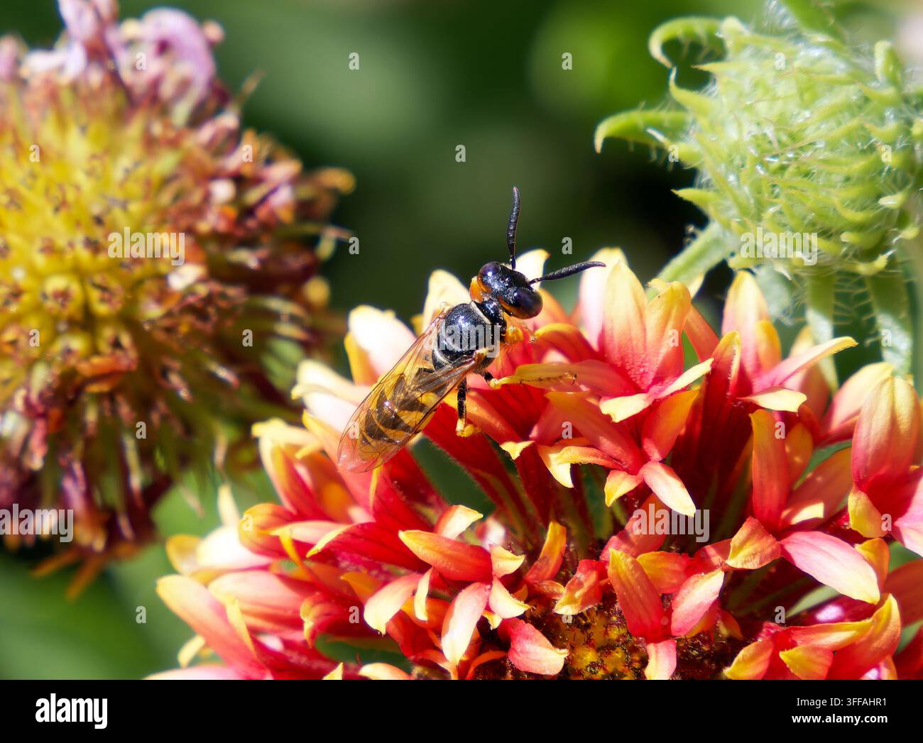 Europäischer Bienenwolf, Bienenwespe, Bienenwolf, Philanthus triangulum, méhfarkas, Ungarn, Magyarország, Europa Stockfoto