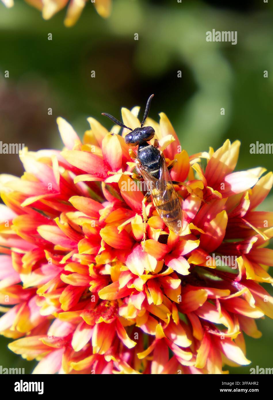 Europäischer Bienenwolf, Bienenwespe, Bienenwolf, Philanthus triangulum, méhfarkas, Ungarn, Magyarország, Europa Stockfoto