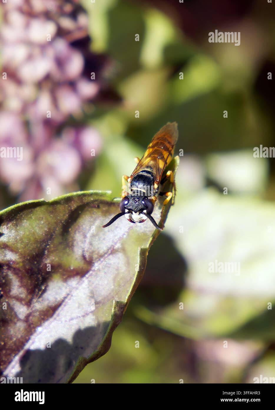 Europäischer Bienenwolf, Bienenwespe, Bienenwolf, Philanthus triangulum, méhfarkas, Ungarn, Magyarország, Europa Stockfoto