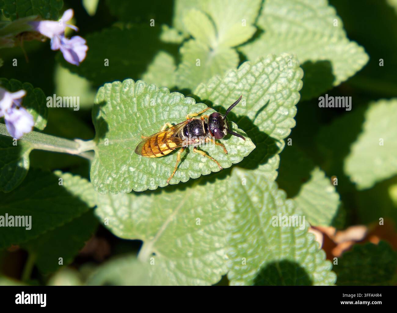 Europäischer Bienenwolf, Bienenwespe, Bienenwolf, Philanthus triangulum, méhfarkas, Ungarn, Magyarország, Europa Stockfoto
