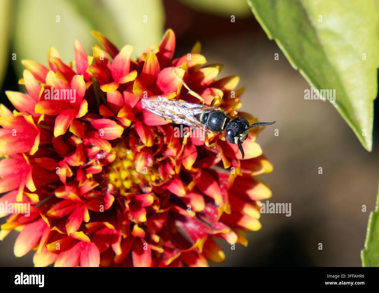 Europäischer Bienenwolf, Bienenwespe, Bienenwolf, Philanthus triangulum, méhfarkas, Ungarn, Magyarország, Europa Stockfoto