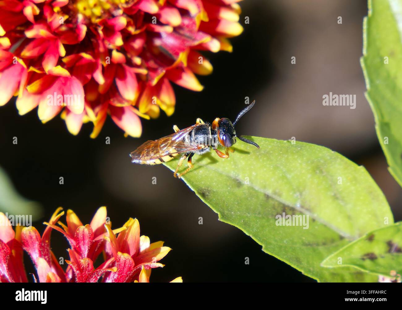 Europäischer Bienenwolf, Bienenwespe, Bienenwolf, Philanthus triangulum, méhfarkas, Ungarn, Magyarország, Europa Stockfoto