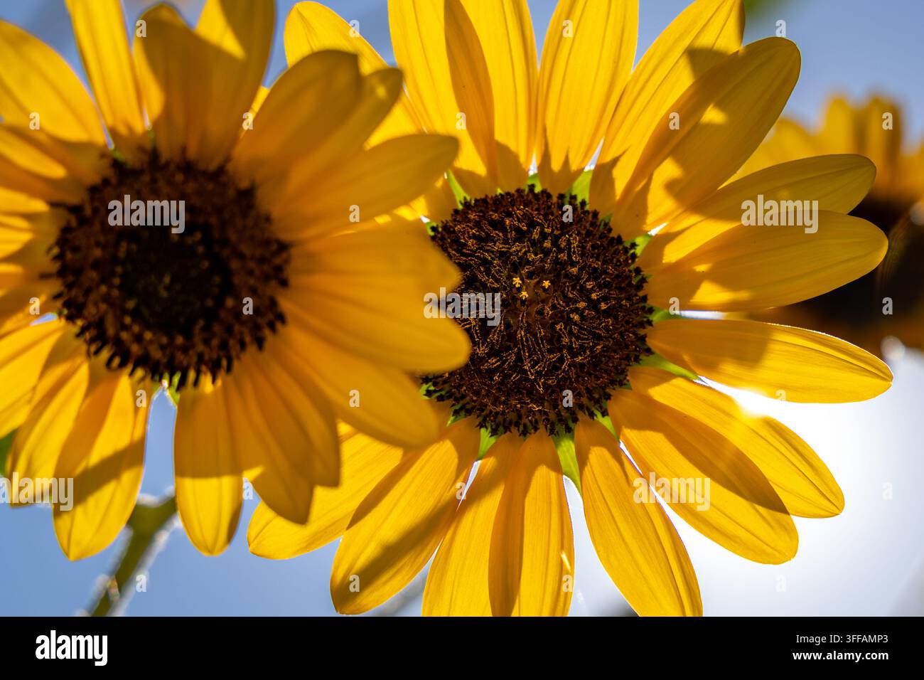 Nahaufnahme von gelben Sonnenblumen, die im starken Gegenlicht leuchten, mit überlappenden Blüten und geringer Schärfentiefe, die eine warme Blumenkomposition erzeugen Stockfoto