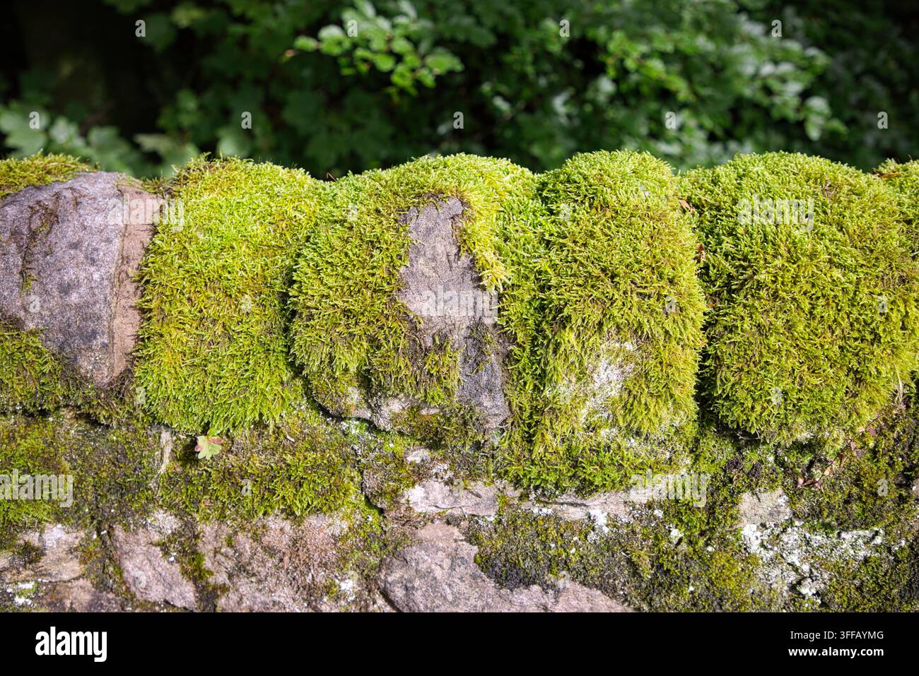 Detaillierte Nahaufnahme von üppigem grünem Moos, das über die rauen, strukturierten Steine einer alten Mauer in Barrow Bridge, Bolton, Lancashire, UK, wächst Stockfoto