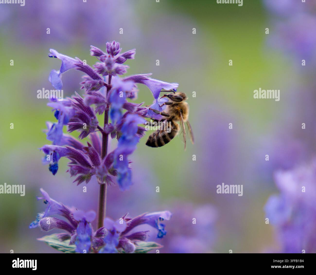 Honigbiene sammelt Nektar von lila Katzenminzenblüten in einem Sommergarten Stockfoto