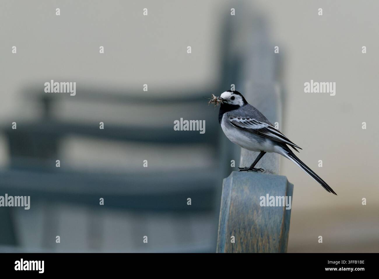 Weißer Bachstelz mit Insektenbeute auf einem Holzgeländer, urbanes Vogelfüttern in der Stadt Stockfoto