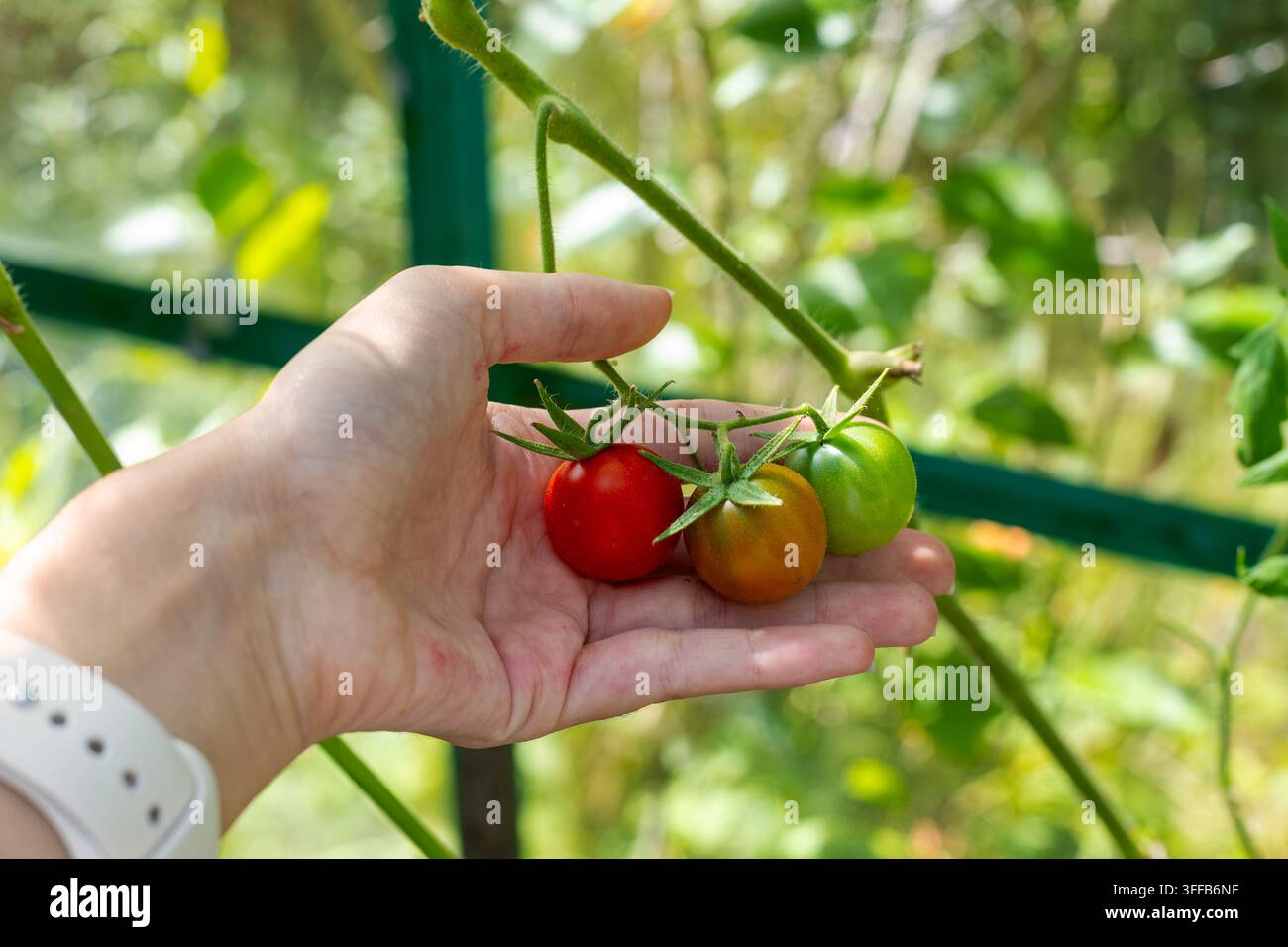 Hand, die Tomaten in verschiedenen Reifegraden hält. Hand, die drei Tomaten in verschiedenen Reifegraden an der Rebe in einem sonnenbeschienenen Garten hält. Stockfoto