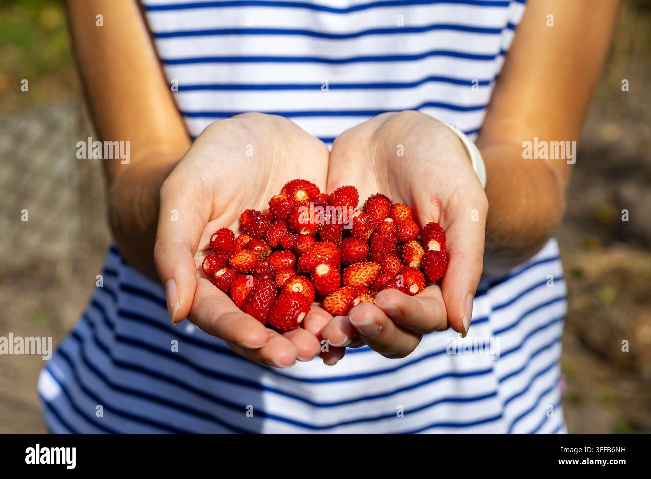 Becherte Hände halten frische Walderdbeeren im Freien. Becherte Hände halten reife Walderdbeeren im Freien vor einem blau-weiß gestreiften Kleid Stockfoto