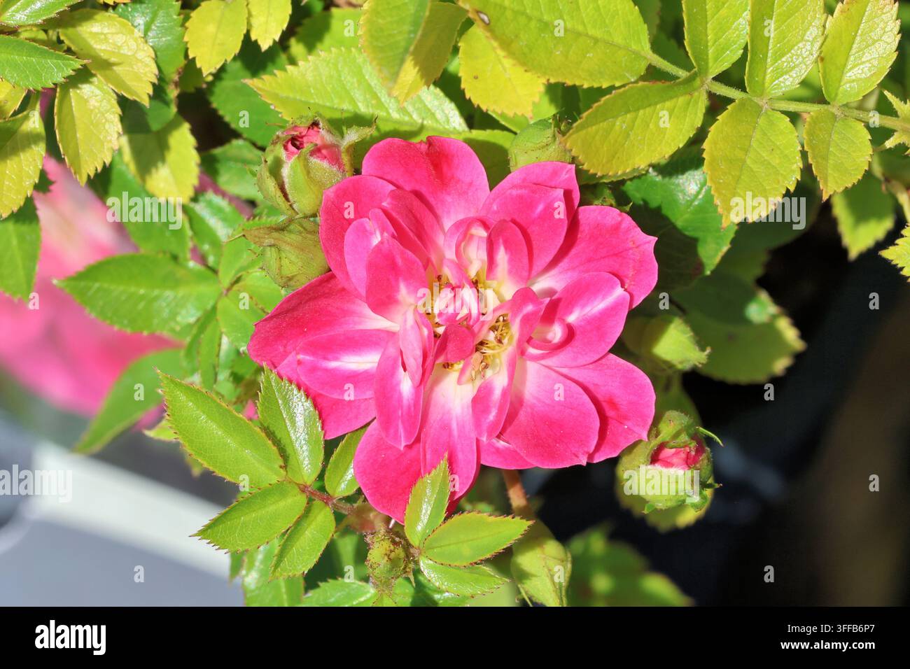 Rosa 'Glowing Pink'. Nahaufnahme einer leuchtend rosa einfachen Rosenblüte im Sonnenschein. Züchter Harkness Rosen. Stockfoto