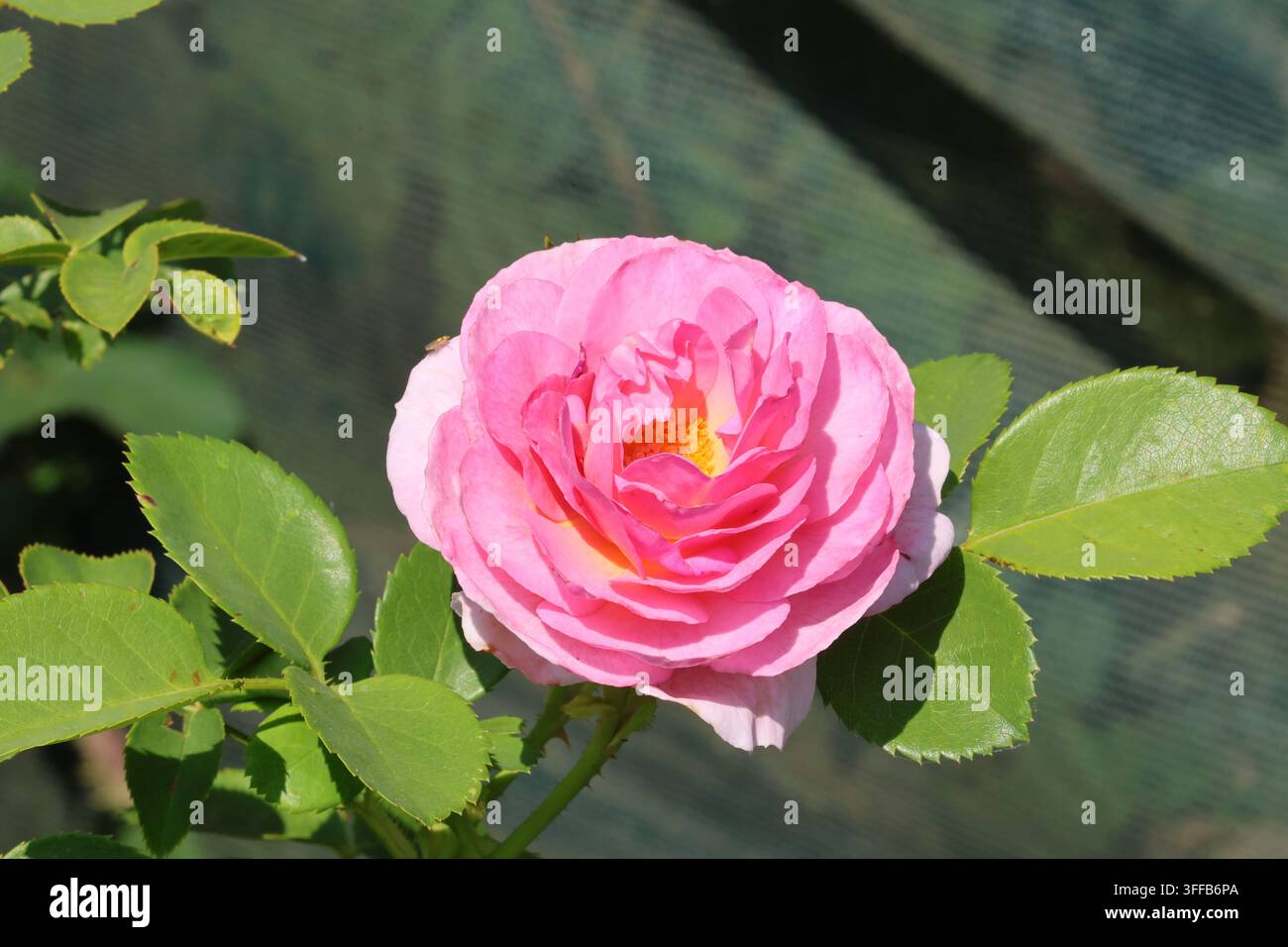 Rosa 'Special Mum'. Nahaufnahme einer hellrosa doppelten Rose aus Seitenansicht. Züchter Harkness Roses. Stockfoto