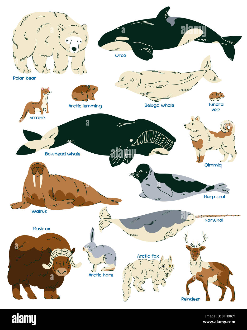Bildungsposter über arktische Säugetiere mit Eisbär, Orca, Walross, Moschusochse, arktischem Fuchs, Robbe, Hase und Rentier mit Artennamen für Kinder Stock Vektor