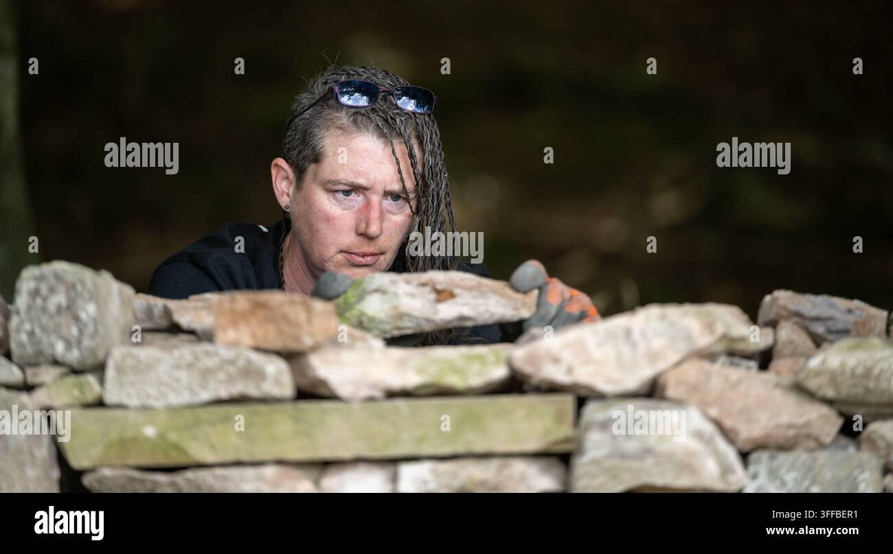 Handwerker baut eine Trockenmauer, nur mit Stein und ohne Mörtel, um eine Feldgrenze zu errichten. Cumbria, UK. Stockfoto
