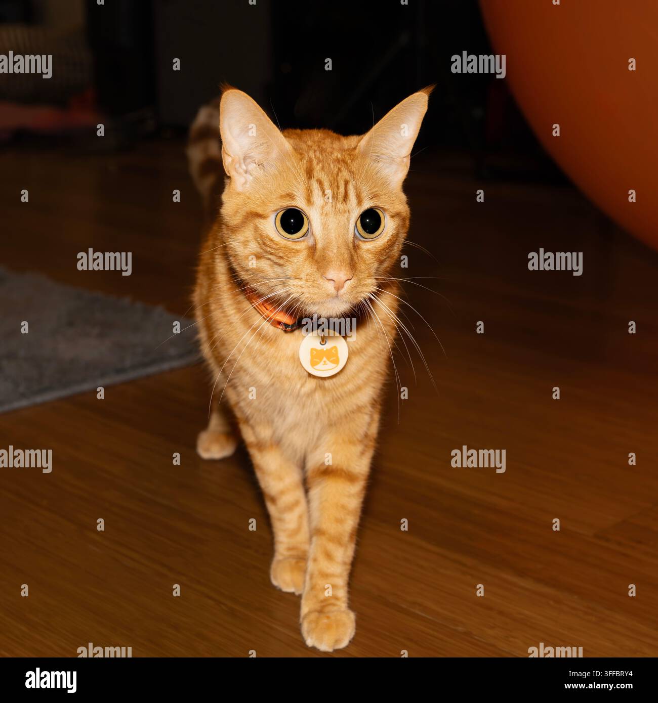 Orangfarbener Tabby-Kater geht im Haus umher Stockfoto