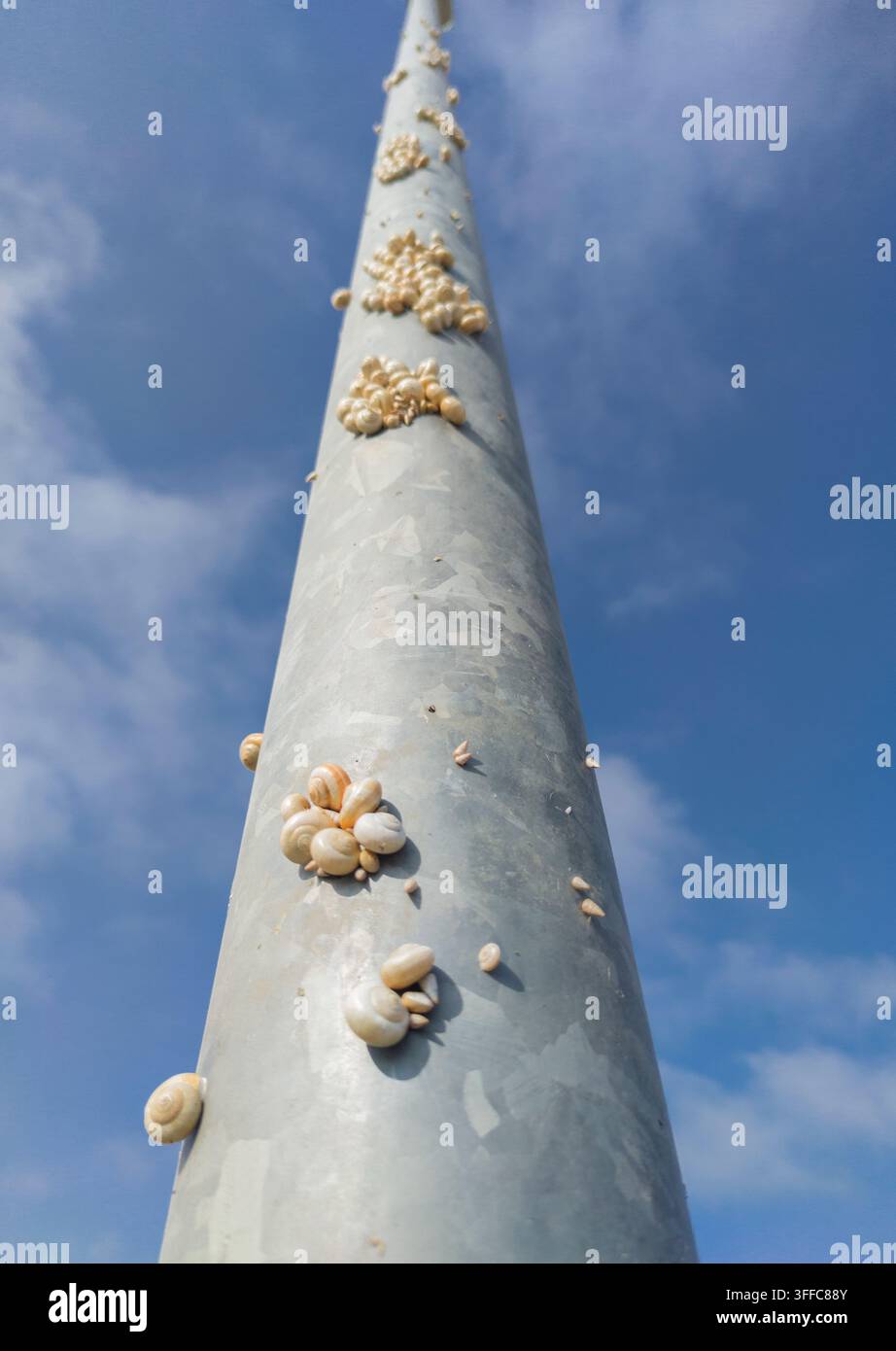 Viele Schnecken, die an einem Straßenlaternenpfosten am Stadtrand haften Stockfoto