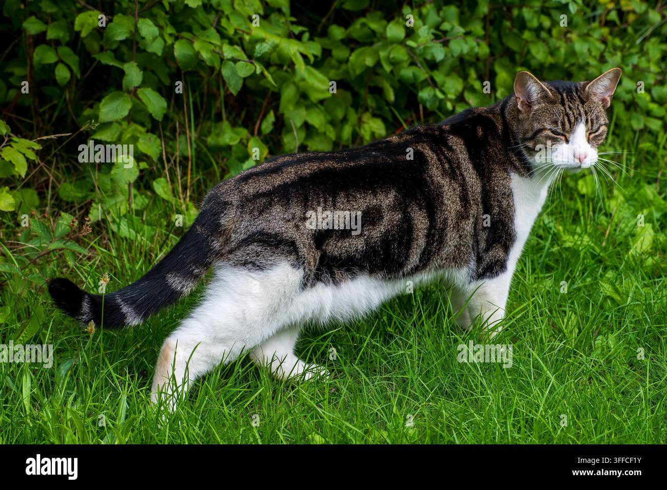 Eine getigerte Hauskatze geht durch Gras in einem Garten Stockfoto