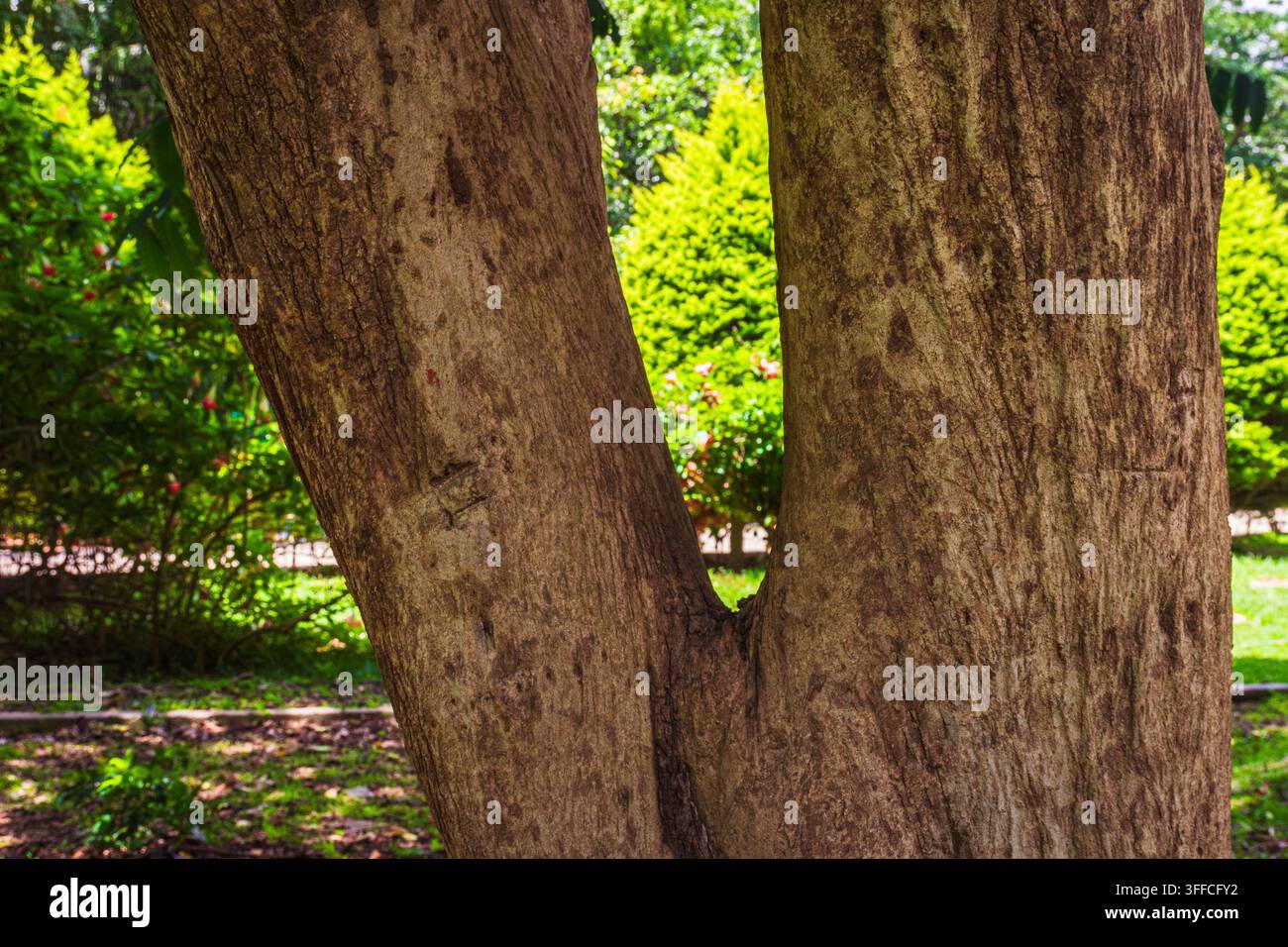 Nahaufnahme eines reifen Baumes (Ficus benghalensis) mit rauer Rinde, die sich in V-förmige Äste aufspaltet, eingerahmt von üppiger Vegetation und Sonnenlicht in einem ruhigen Garten Stockfoto