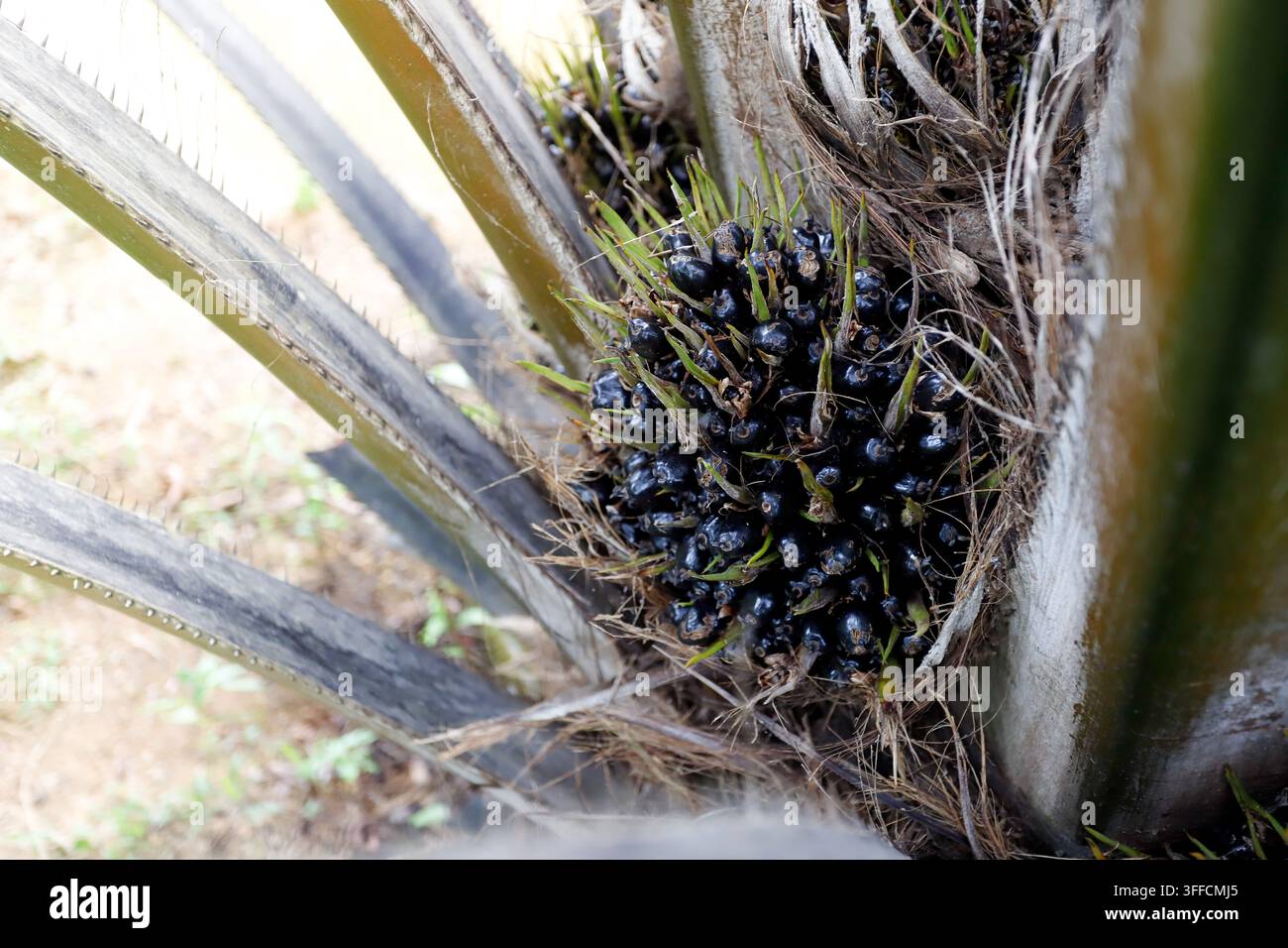 Nahaufnahme von Ölpalmenfruchtbüscheln in einer tropischen Plantage, Landwirtschaft und Palmölindustrie Stockfoto