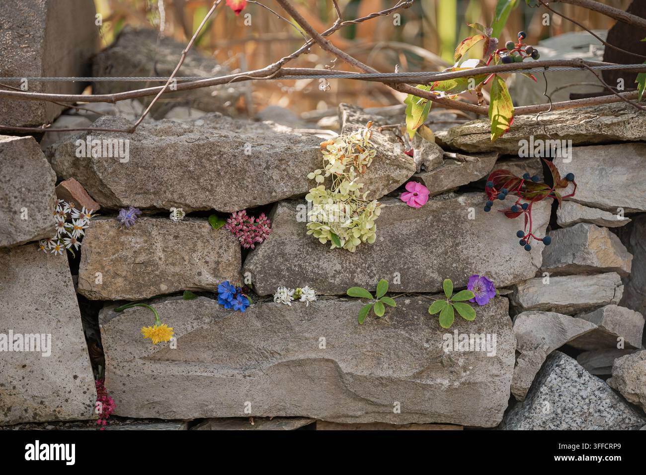 Kleine Blumen und Blätter, die in den Lücken einer rustikalen Natursteinmauer mit warmer Hintergrundbeleuchtung angeordnet sind Stockfoto