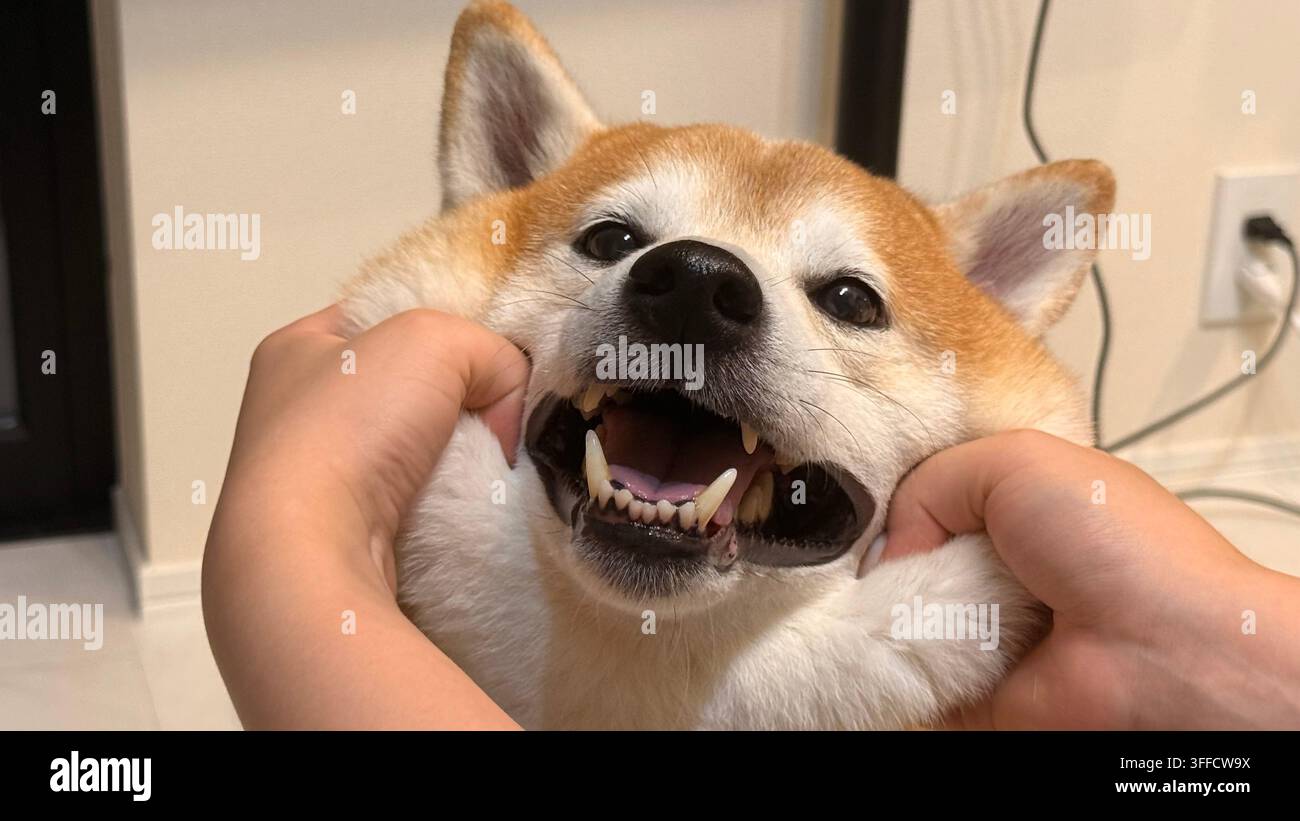 Nahaufnahme-Porträt eines Shiba-Inu-Hundes, dessen Wangen sanft von menschlichen Händen gedrückt werden. - Smartphone-aufgenommenes Stockfoto