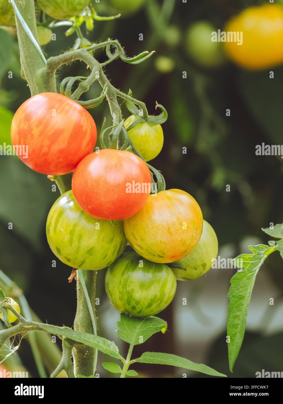 Ein Büschel Tigerella-Tomaten "Solanum lycopersicum" reifen an der Ranke Stockfoto