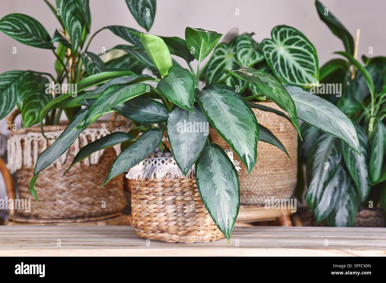 Aglaonema Silverado Chinesische immergrüne Zimmerpflanze im Boho-Stil Korb im gemütlichen Wohnzimmer mit vielen Zimmerpflanzen im Hintergrund. Urbanes Dschungel Haus dez Stockfoto