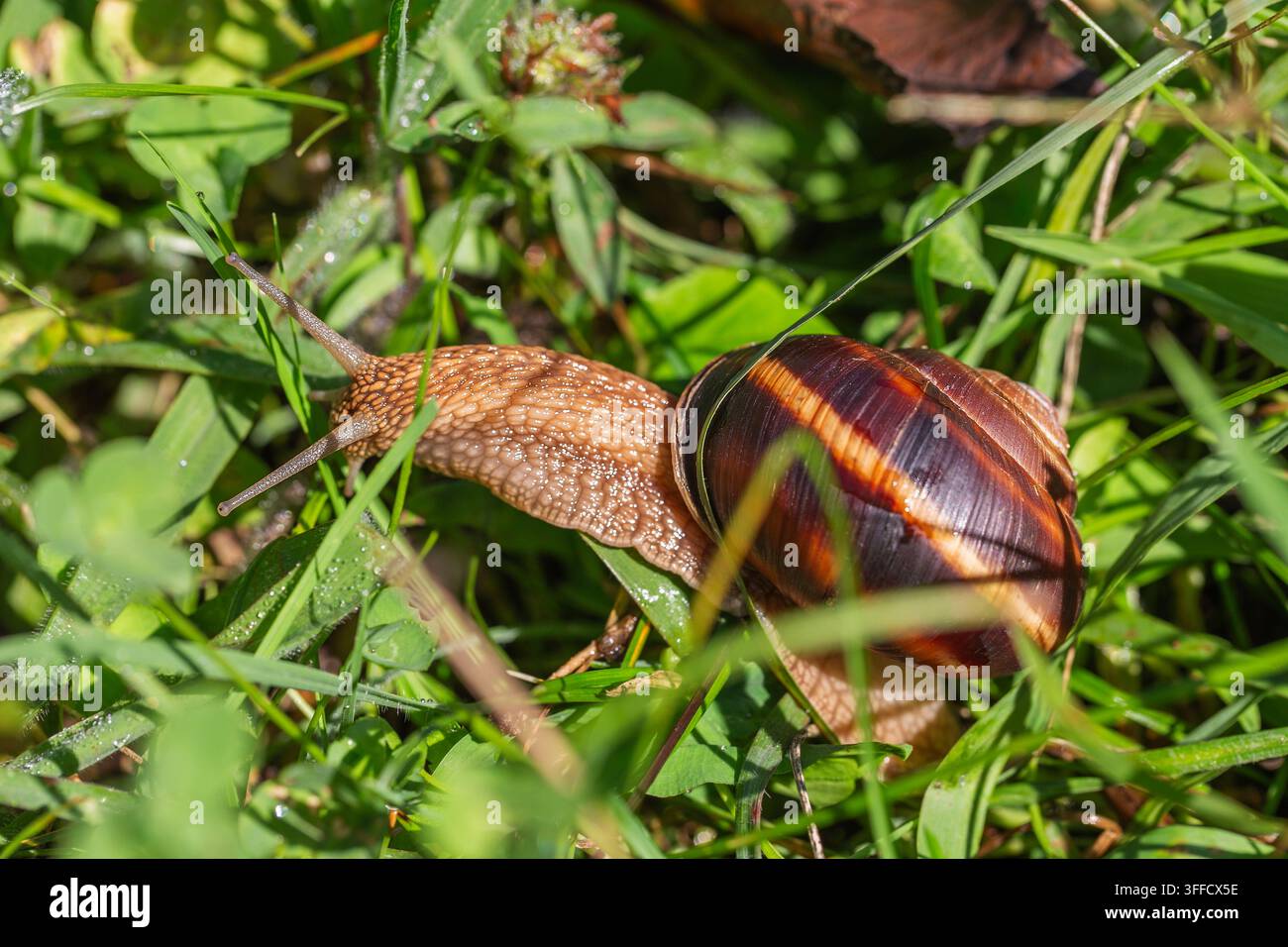 Makroaufnahme einer großen burgunderroten Schnecke mit spiralförmigem Gehäuse, die durch grünes Gras kriecht. Schöne Helix-pomatia-Schnecke in ihrem natürlichen Lebensraum auf Stockfoto