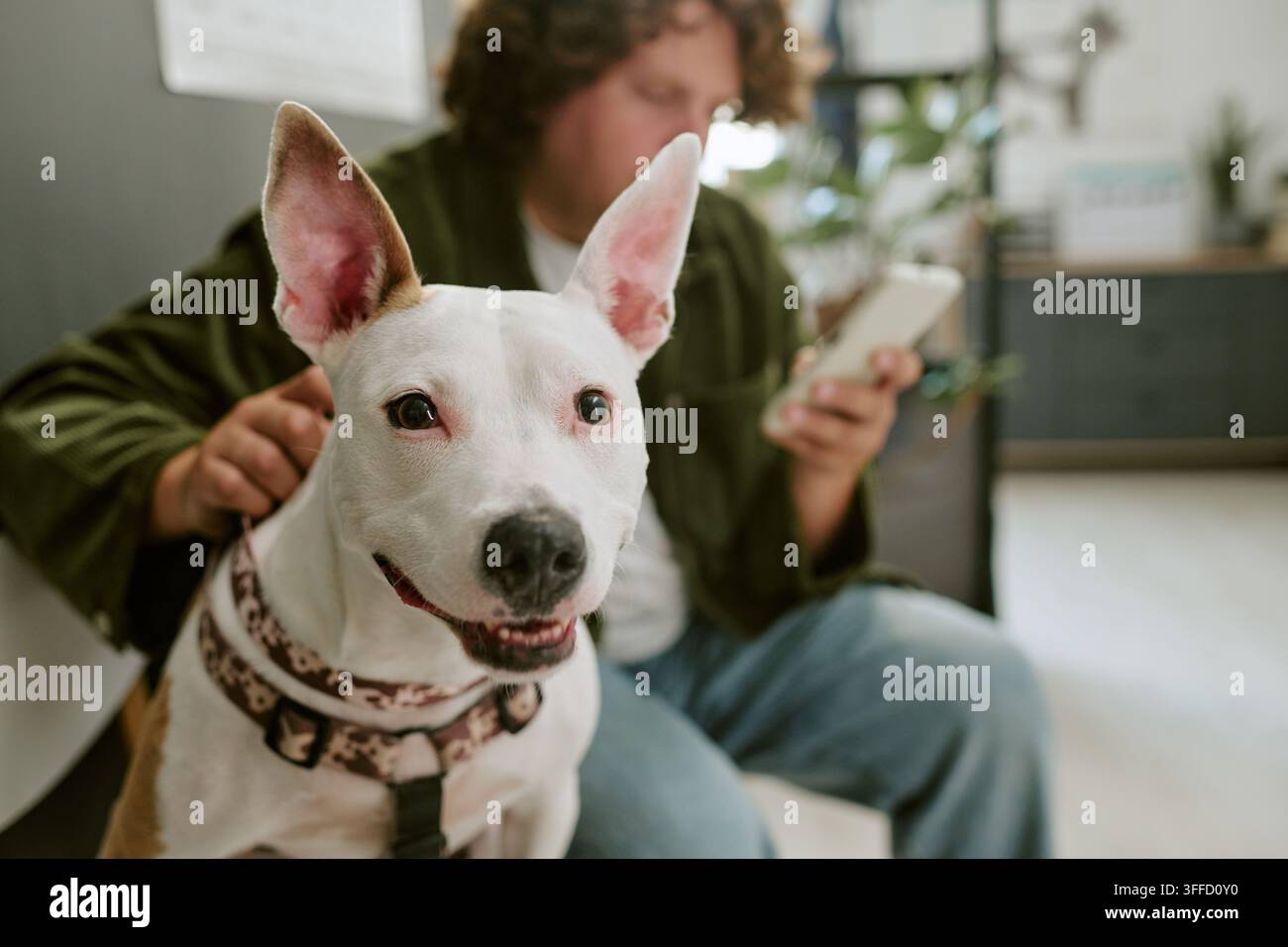 Hund schaut die Kamera an, während der Mann mit dem Telefon in der Tierklinik ist Stockfoto
