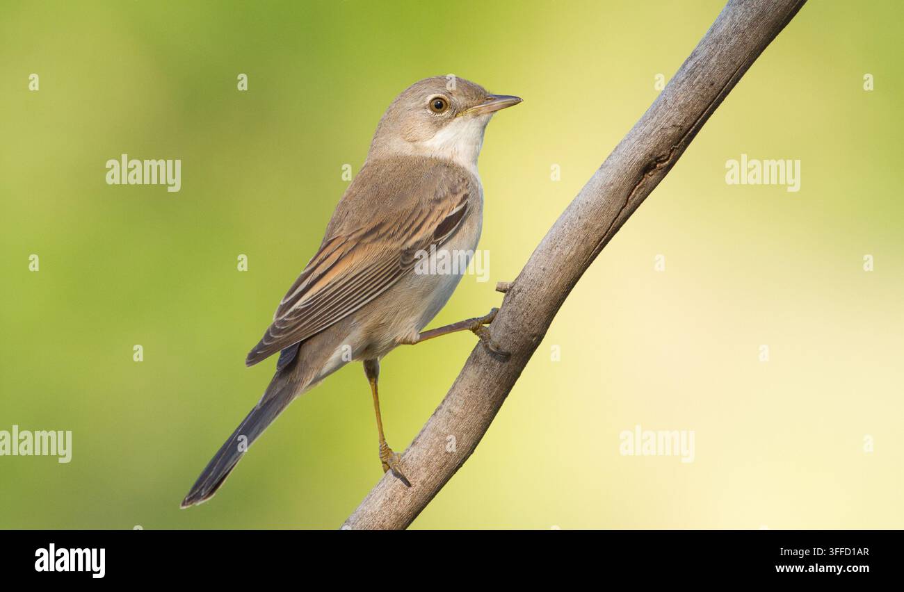Weißkehlchen. Sylvia communis. Singvogel. Ein kleiner sich bewegender Vogel von der Größe eines Spatzen Stockfoto